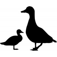 Ducks  