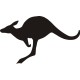 Kangaroo Animal
